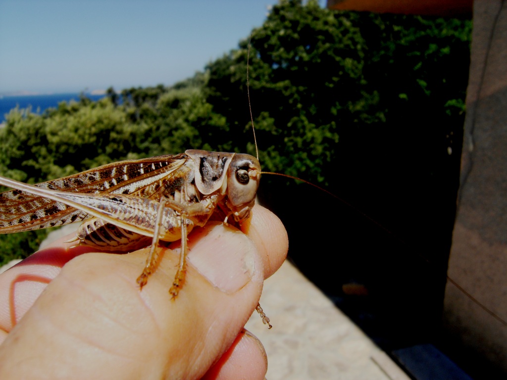 Decticus albifrons (Tettigoniidae)